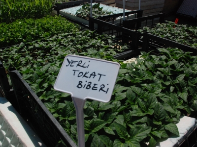 Tokat’ta yerli ve milli tohum atılımı