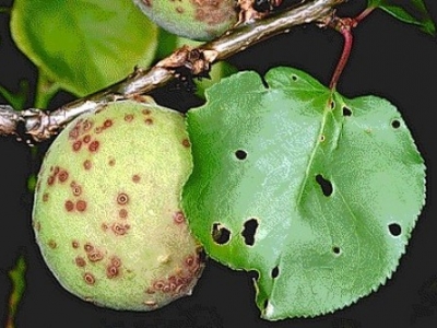 Kayısı üreticilerine ‘çil’ uyarısı