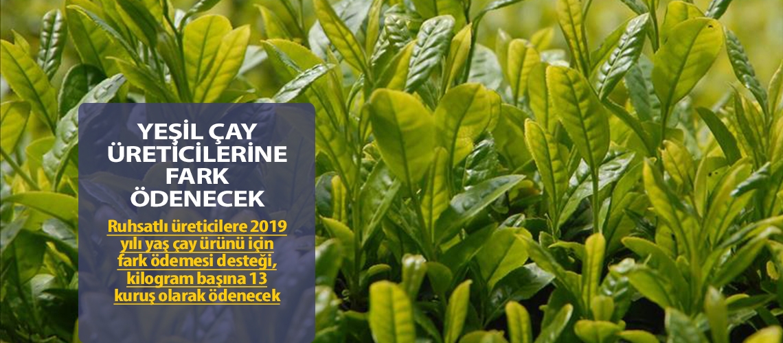 Yeşil çay üreticilerine fark ödenecek