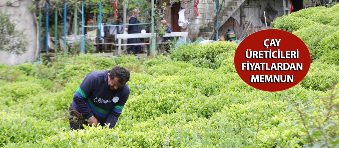Çay üreticileri fiyatlardan memnun