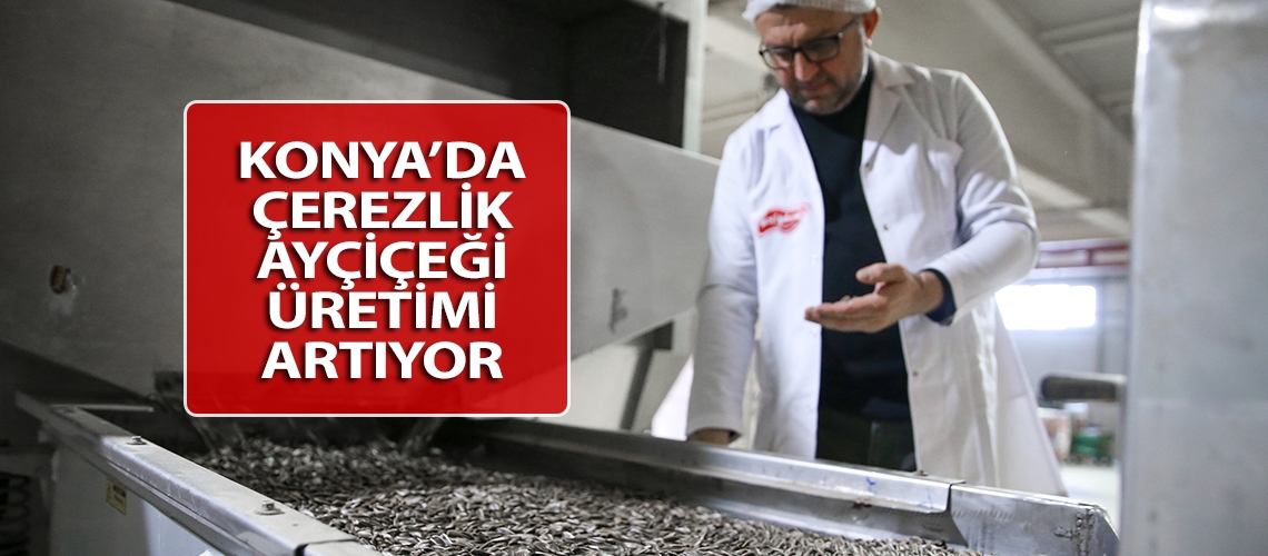 Konya’da çerezlik ayçiçeği üretimi artıyor