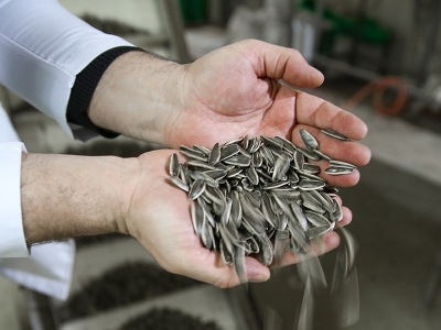 Konya’da çerezlik ayçiçeği üretimi artıyor