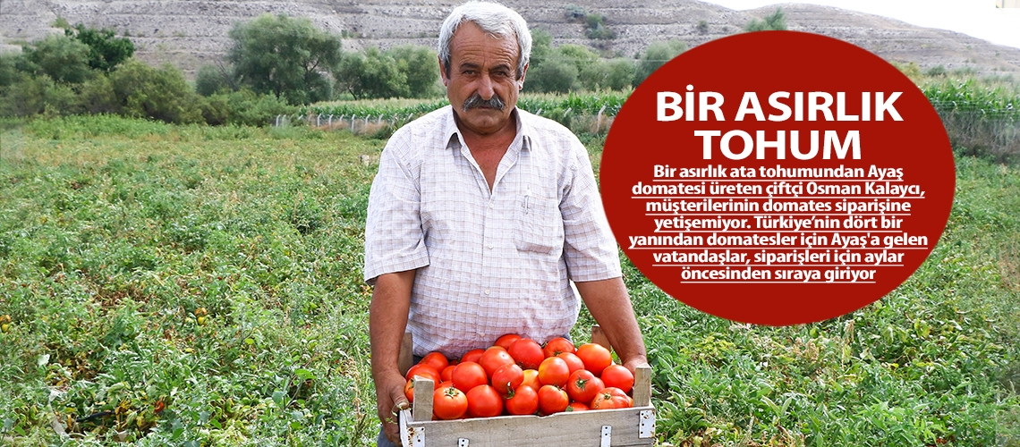 Bir asırlık tohum