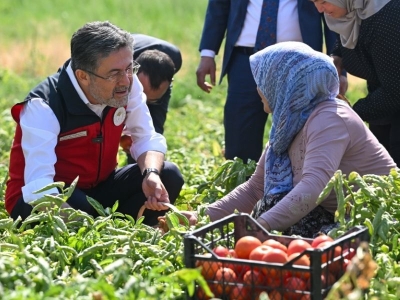 Yumaklı, Ayaş'ta domates hasadına katıldı