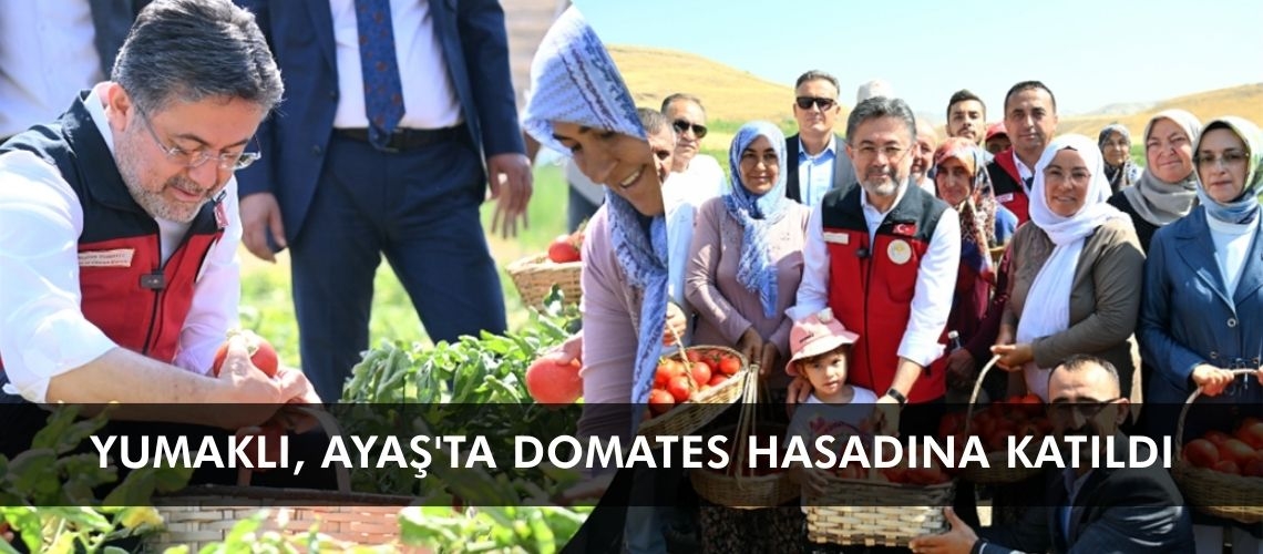 Yumaklı, Ayaş'ta domates hasadına katıldı