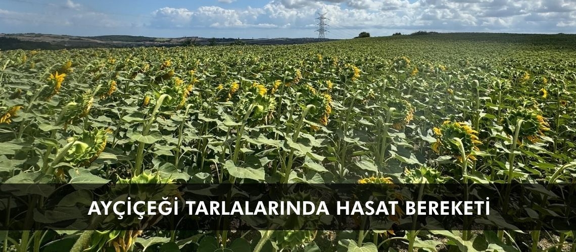 Ayçiçeği tarlalarında hasat bereketi