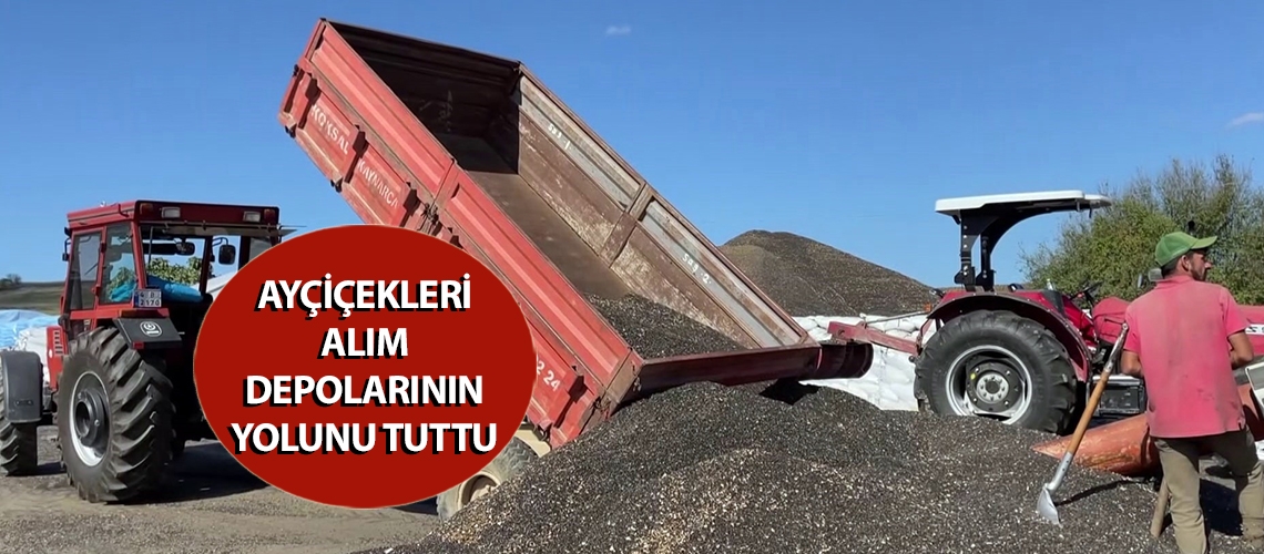 Ayçiçekleri alım depolarının yolunu tuttu
