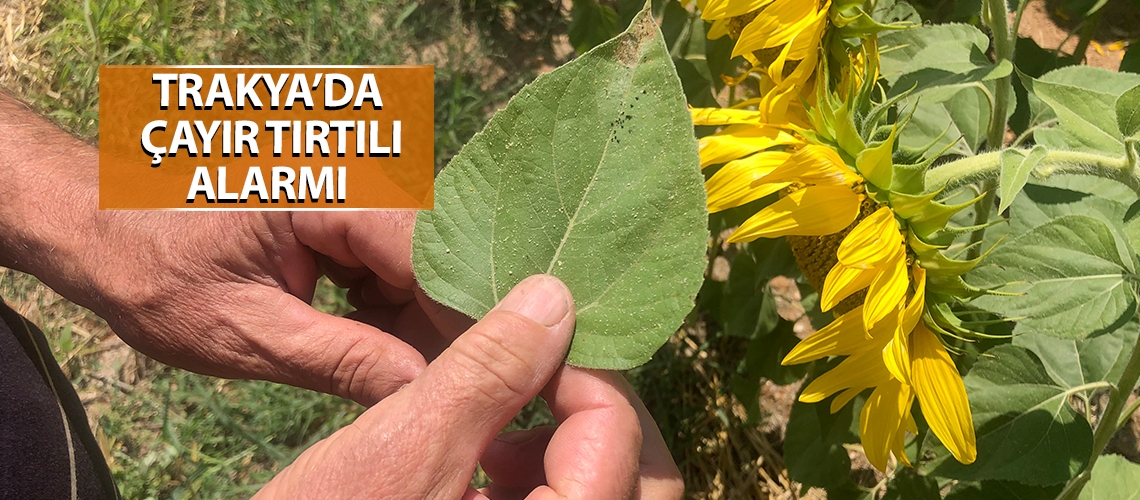 Trakya’da çayır tırtılı alarmı