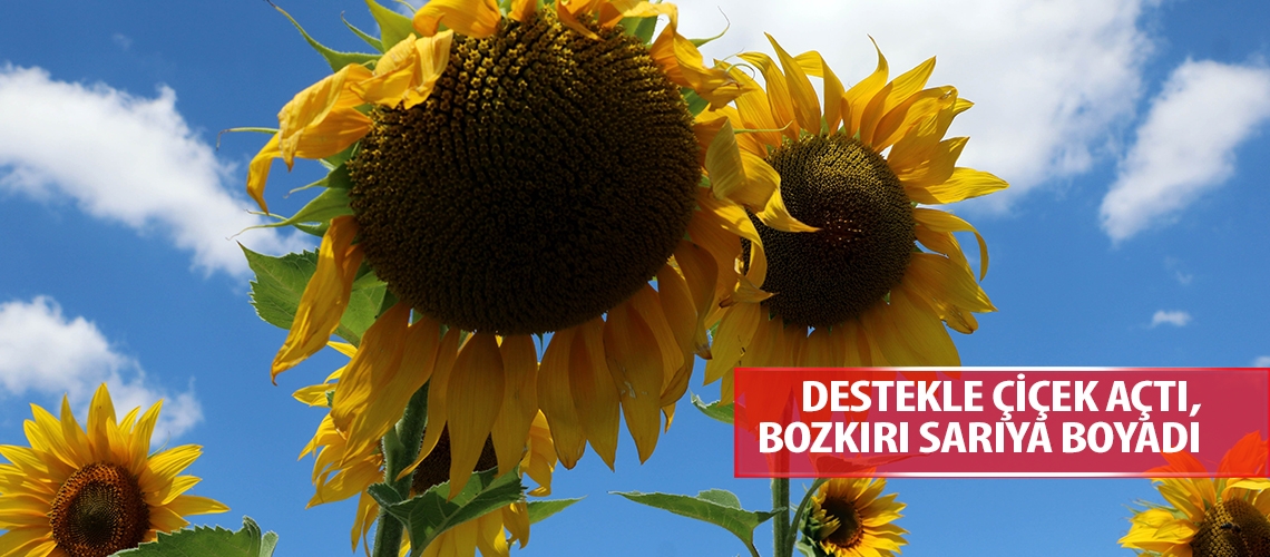 Destekle çiçek açtı, bozkırı sarıya boyadı