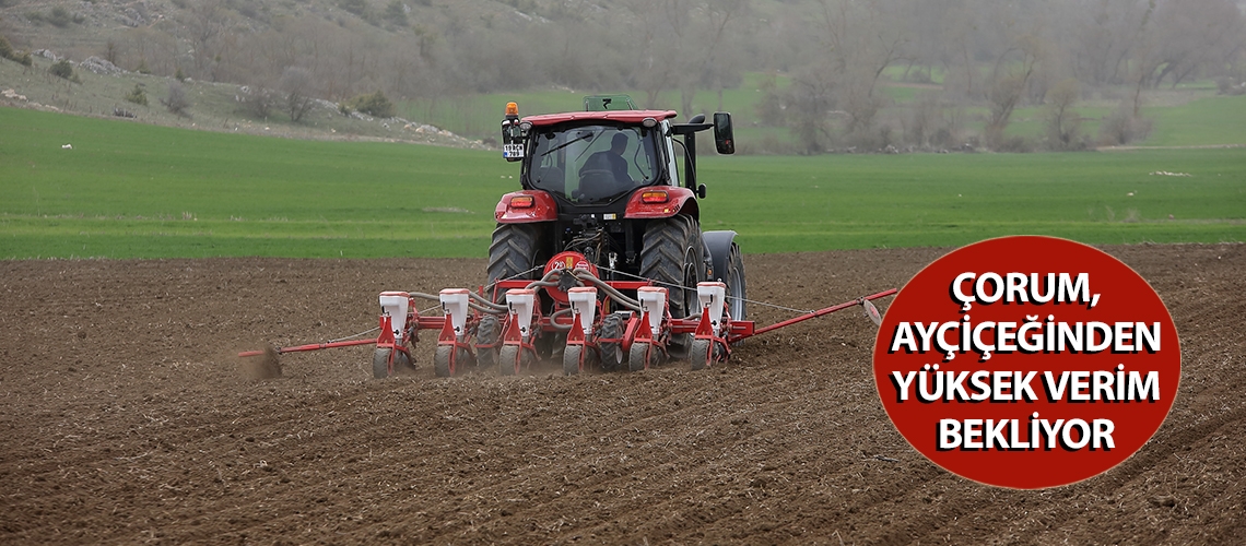 Çorum, ayçiçeğinden yüksek verim bekliyor