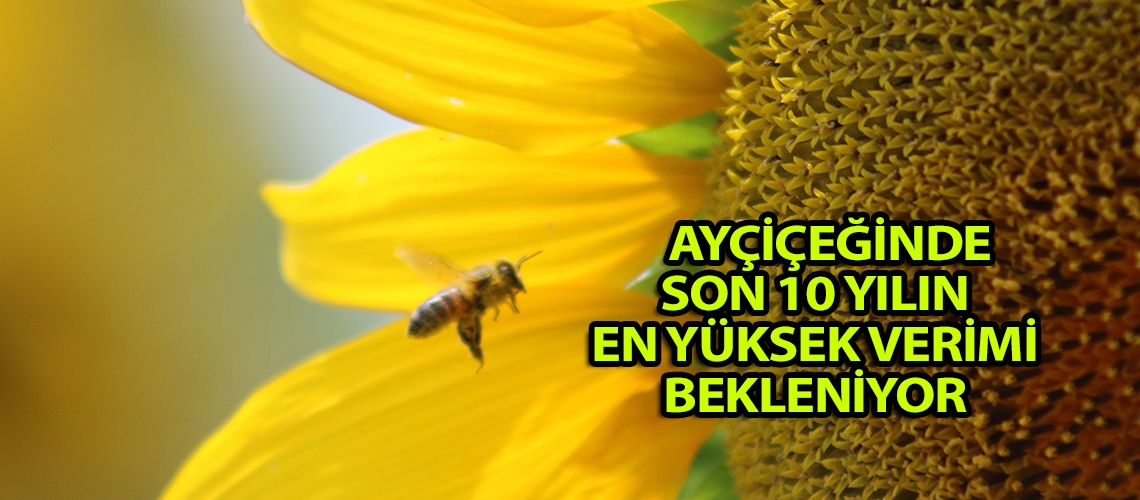 Ayçiçeğinde son 10 yılın en yüksek verimi bekleniyor