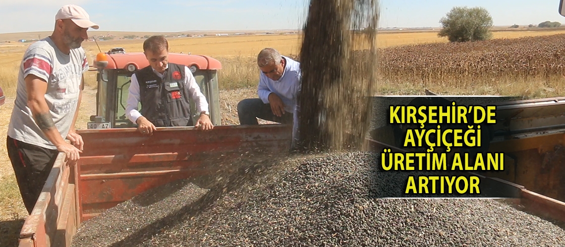 Kırşehir’de ayçiçeği üretim alanı artıyor