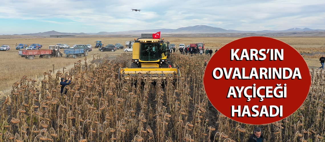 Kars’ın ovalarında ayçiçeği hasadı