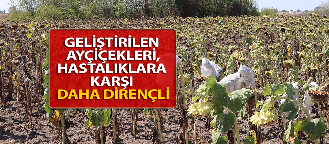 Geliştirilen ayçiçekleri hastalıklara karşı daha dirençli