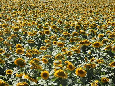 Üreten çiftçiye çok yönlü destek