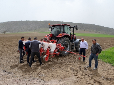 Çorum, ayçiçeğinden yüksek verim bekliyor