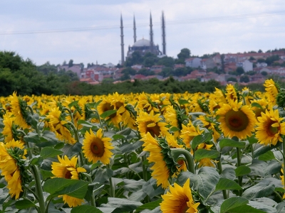 Ayçiçeğinde son 10 yılın en yüksek verimi bekleniyor