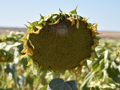 Alternatif ürün ayçiçeğinden 950 ton verim alındı