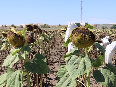 Geliştirilen ayçiçekleri hastalıklara karşı daha dirençli