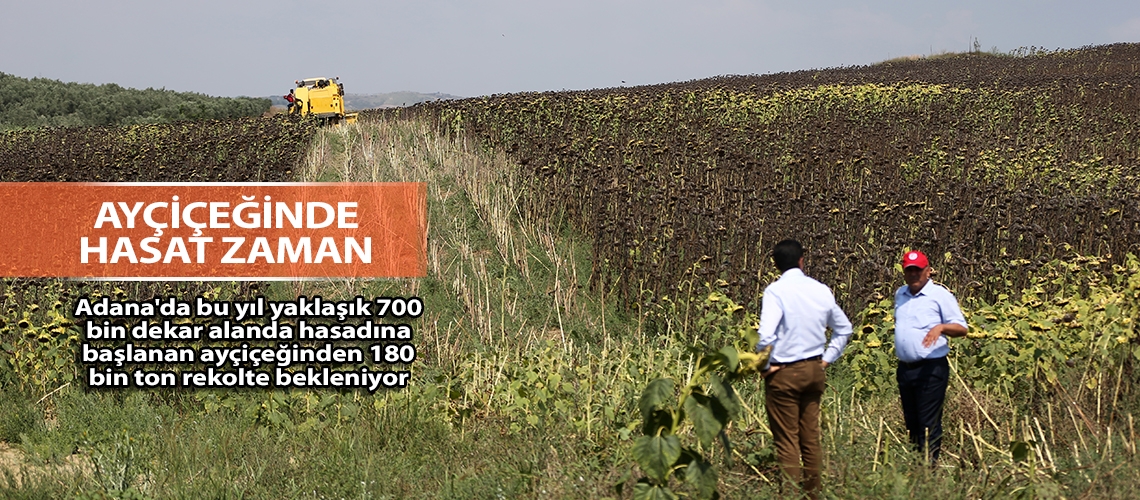 Ayçiçeğinde hasat zaman