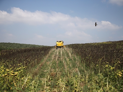 Ayçiçeğinde hasat zaman