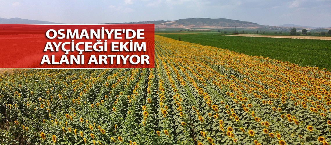 Osmaniye'de ayçiçeği ekim alanı artıyor