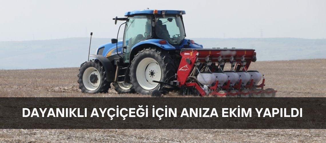 Dayanıklı ayçiçeği için anıza ekim yapıldı
