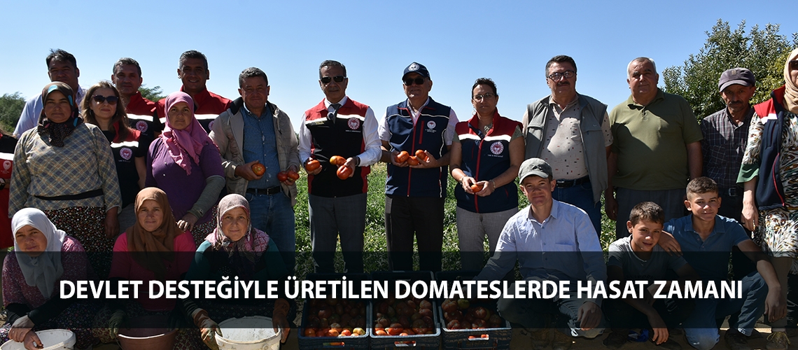 Devlet desteğiyle üretilen domateslerde hasat zamanı