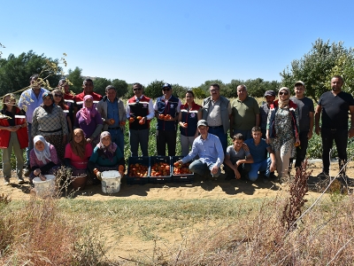 Devlet desteğiyle üretilen domateslerde hasat zamanı