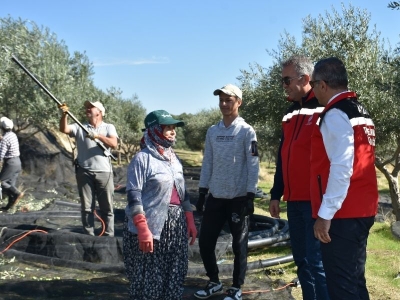 Coğrafi işaretli zeytinlerde ilk hasat heyecanı