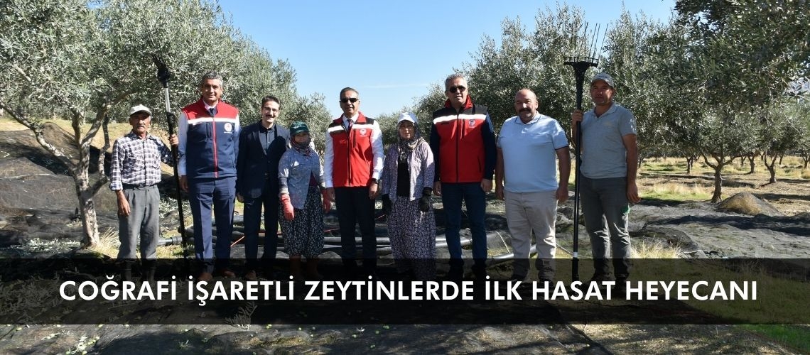 Coğrafi işaretli zeytinlerde ilk hasat heyecanı