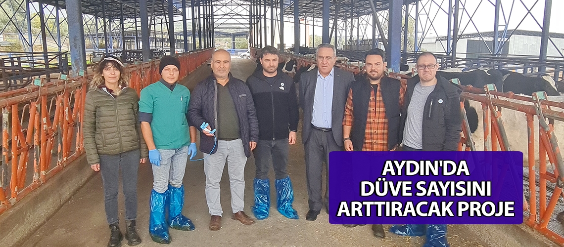 Aydın'da düve sayısını arttıracak proje
