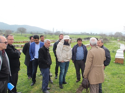 Tüm uyarılara rağmen ihmal arıları telef etti