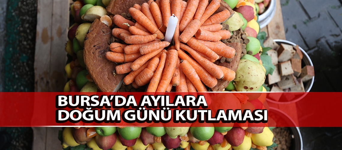 Bursa’da ayılara doğum günü kutlaması