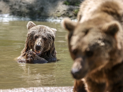 Ayılar için kış uykusu bitti özenli bakım başladı