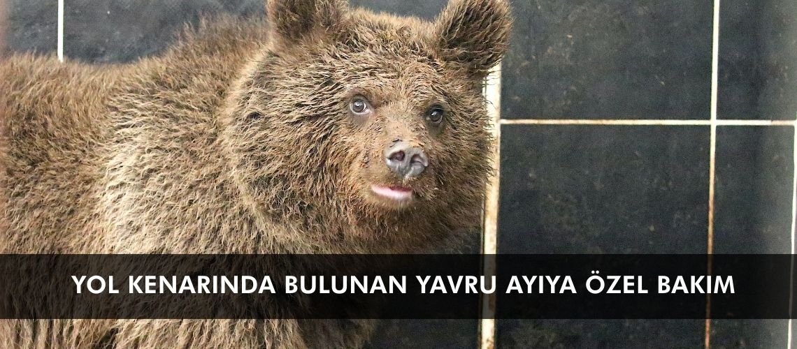 Yol kenarında bulunan yavru ayıya özel bakım