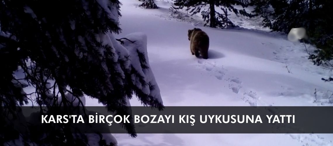Kars'ta birçok bozayı kış uykusuna yattı