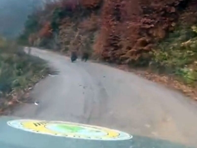 Kış uykusuna yatmayan yavru ayılar kameraya yakalandı