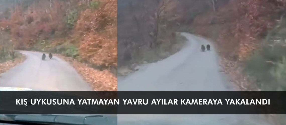 Kış uykusuna yatmayan yavru ayılar kameraya yakalandı