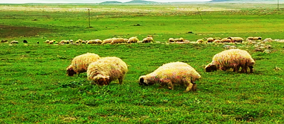 Çayır ve Meralarımız