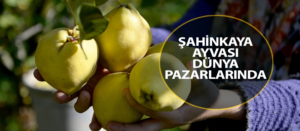 Şahinkaya ayvası dünya pazarlarında