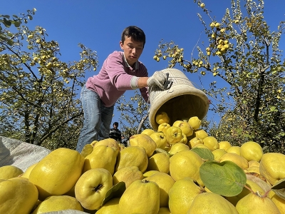 Şahinkaya ayvası dünya pazarlarında