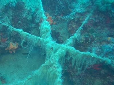 Ayvalık açıklarında paraketa misinaları görüntülendi
