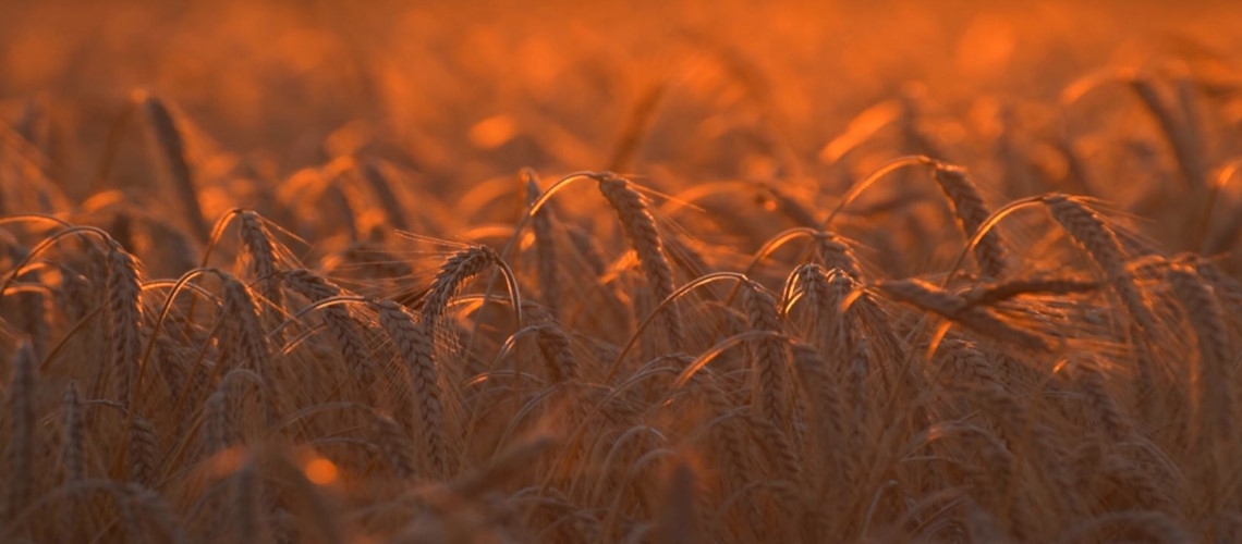 16 Ekim Dünya Gıda Günü-2024