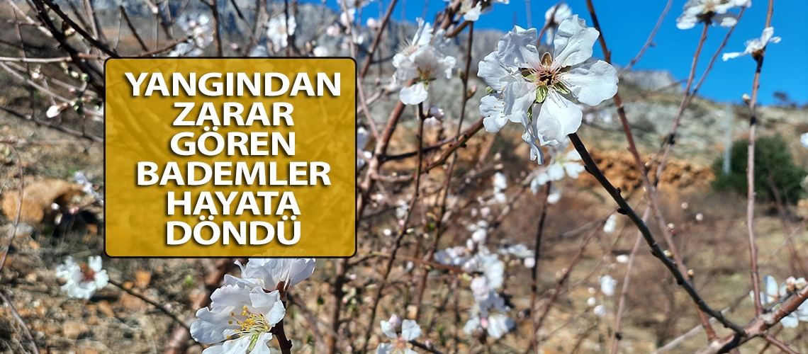Yangından zarar gören bademler hayata döndü