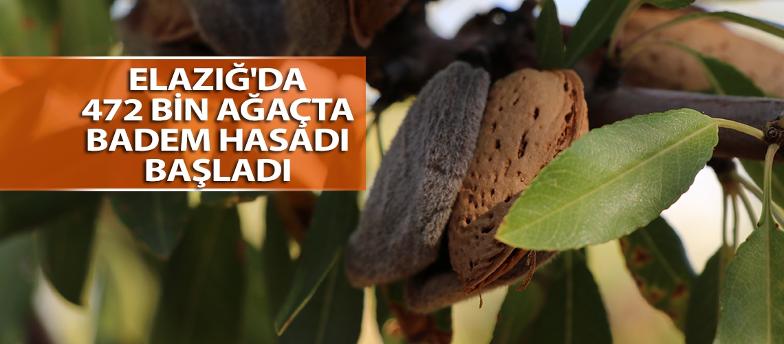 Elazığ'da 472 bin ağaçta badem hasadı başladı