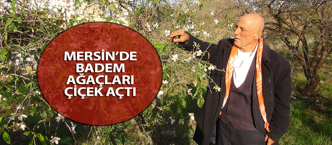 Mersin’de badem ağaçları çiçek açtı