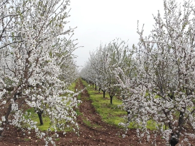 Badem bahçelerinde görsel şölen