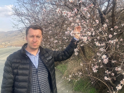 Malatya’da badem ağaçları çiçek açtı