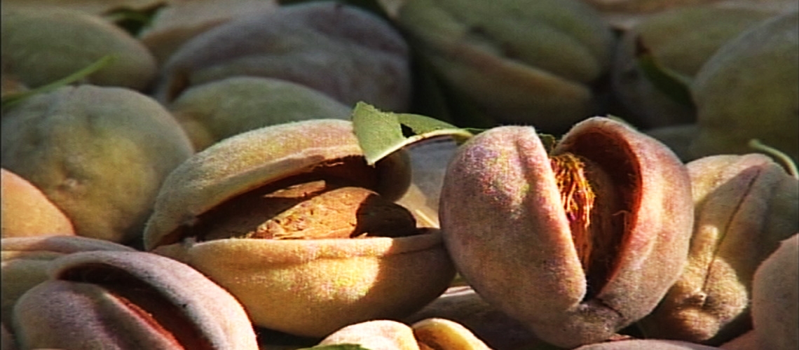 Badem Yetiştiriciliği